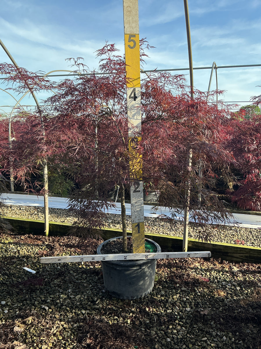 Acer palmatum var. dissectum 'Tamukeyama' — G10 30