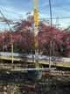 Acer palmatum var. dissectum 'Tamukeyama'
