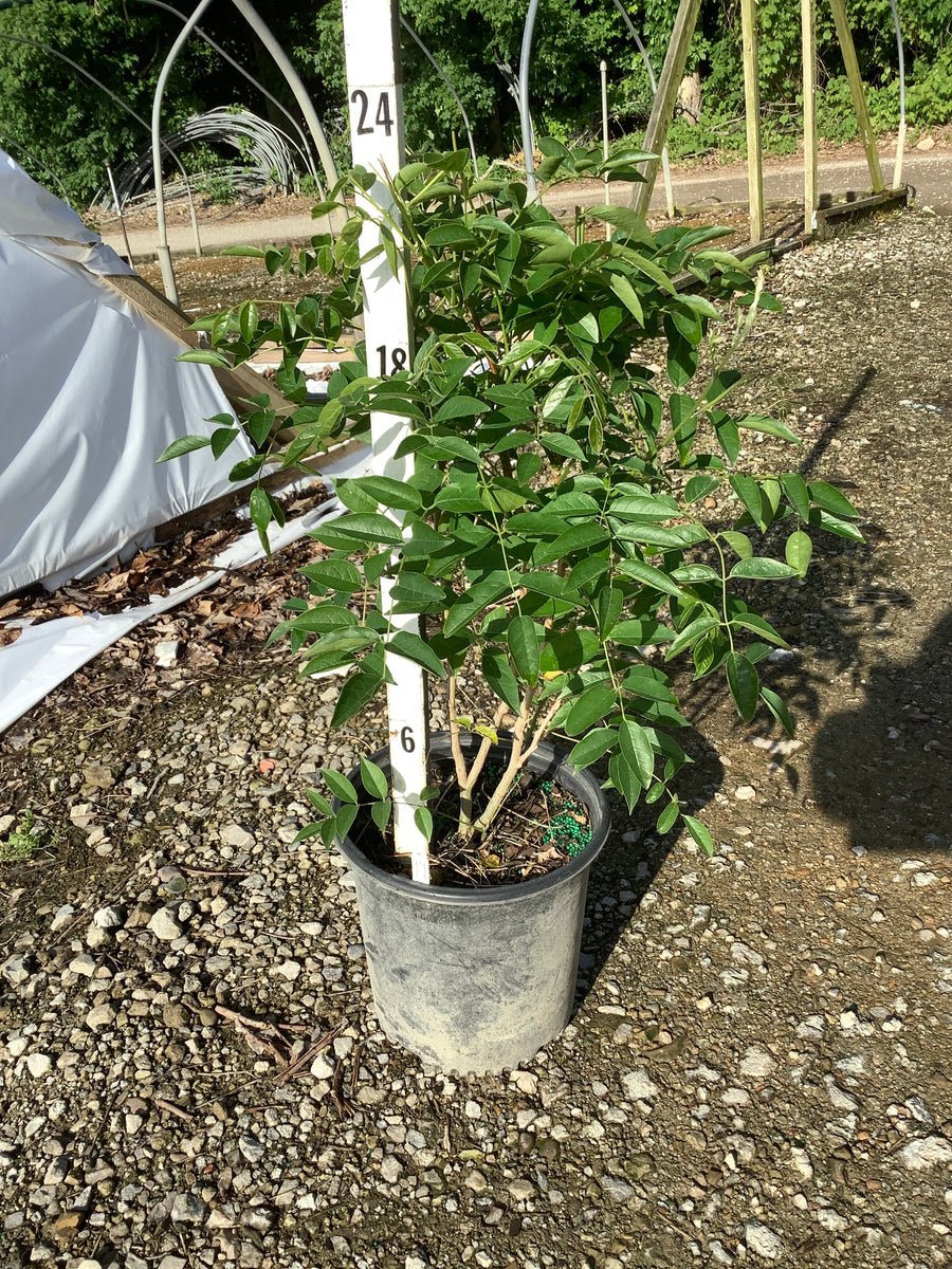 Wisteria macrostachya 'Blue Moon' — G2 30