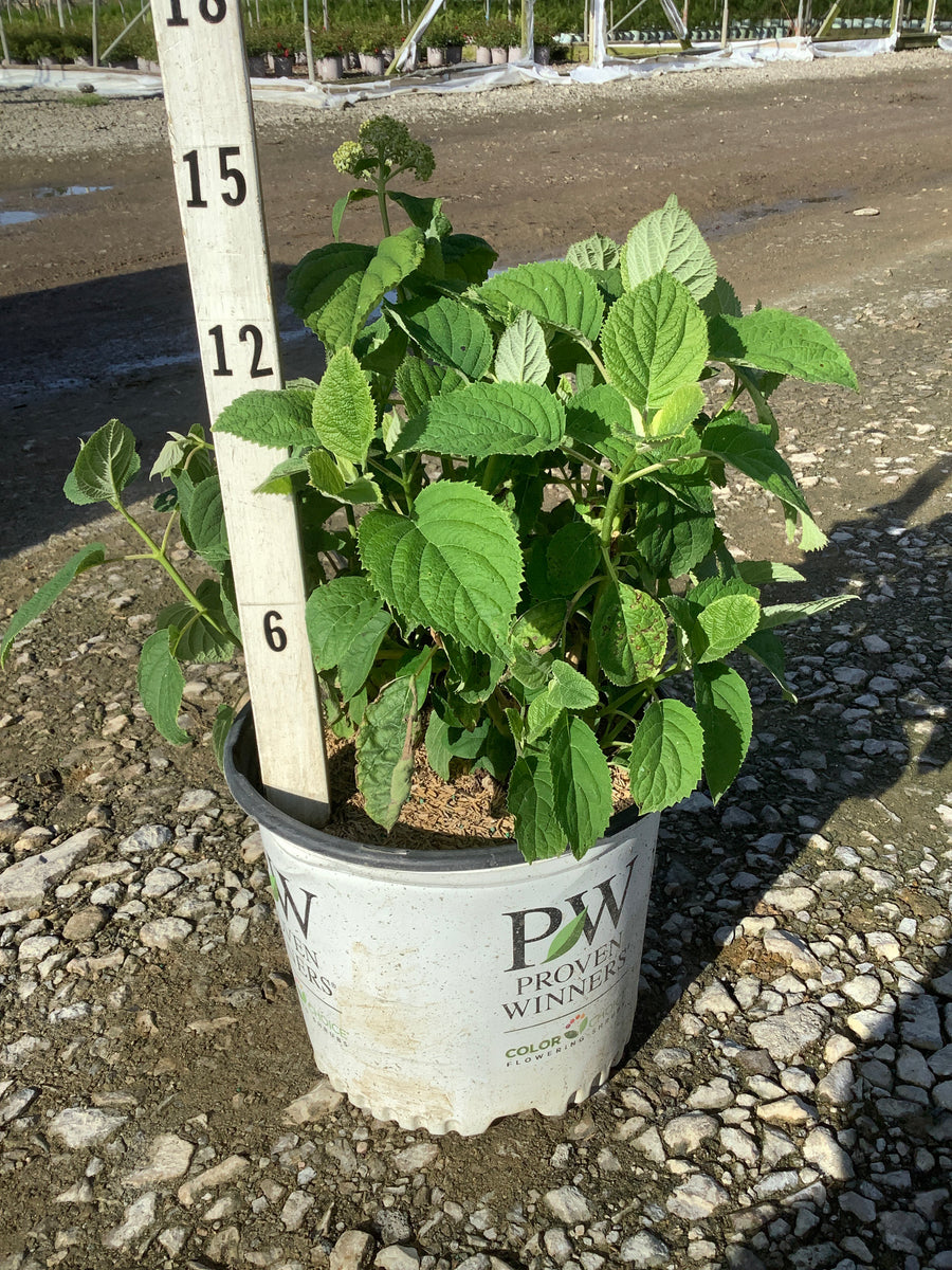 Hydrangea arborescens 'Abetwo' — G3 PW