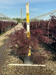 Acer palmatum var. dissectum 'Tamukeyama'