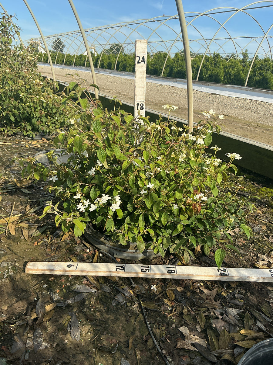 Viburnum plicatum 'Summer Snowflake' — G5 18