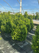Buxus x 'Cranberry Creek'