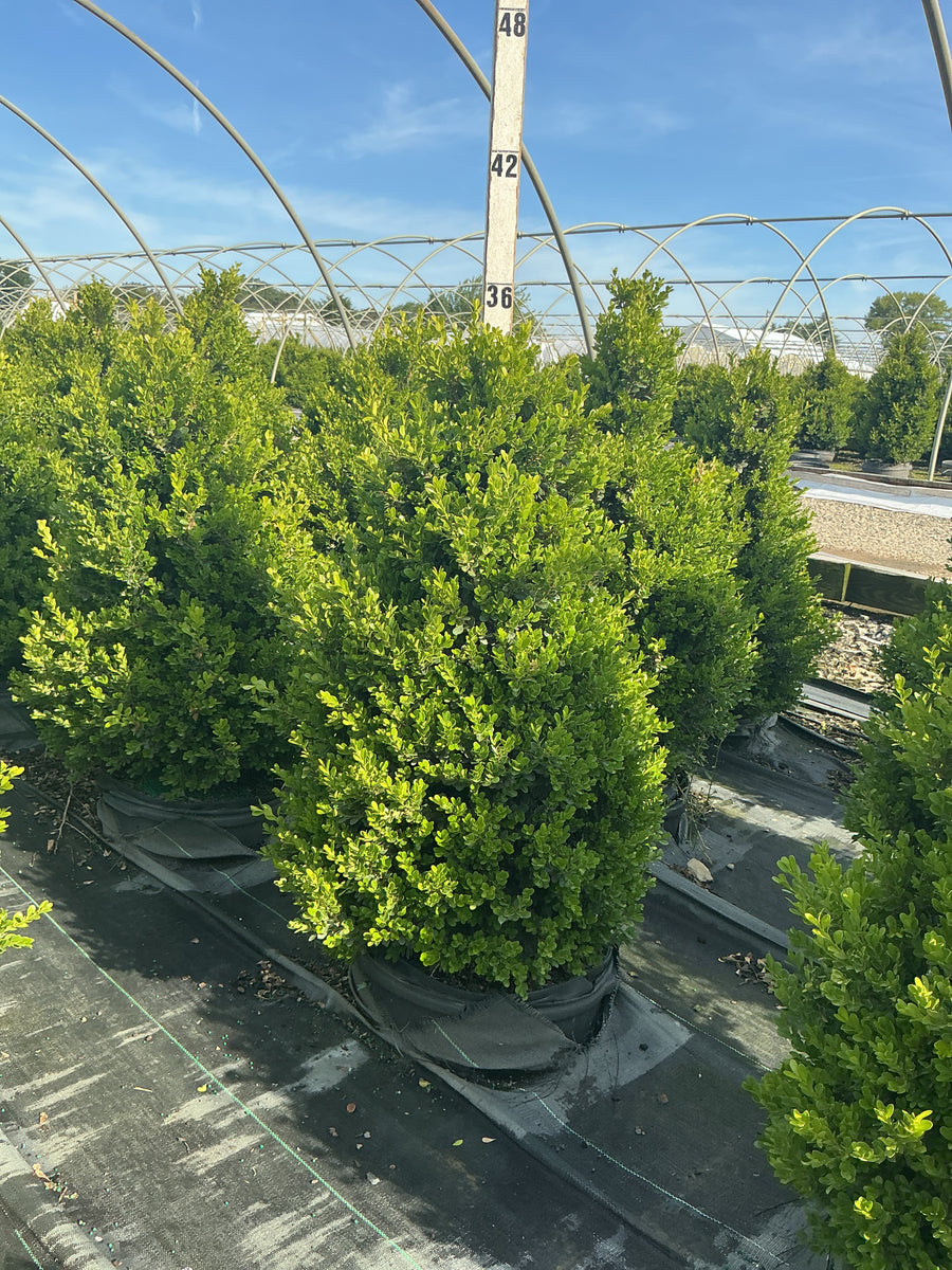 Buxus x 'Cranberry Creek' — G5 24