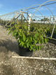 Viburnum plicatum 'Mariesii'