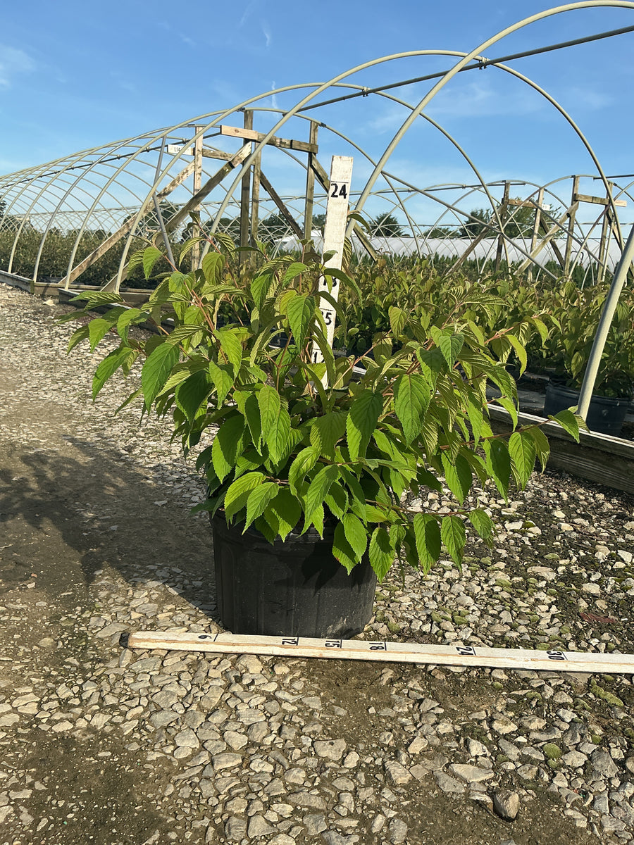 Viburnum plicatum 'Mariesii' — G5 18