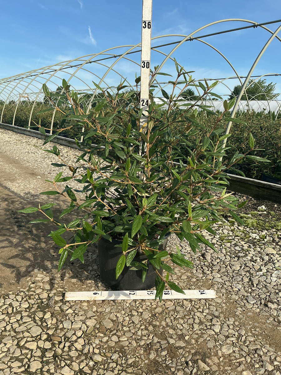 Viburnum x pragense 'Pragense' — G5 24