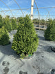 Buxus microphylla 'Green Mountain'