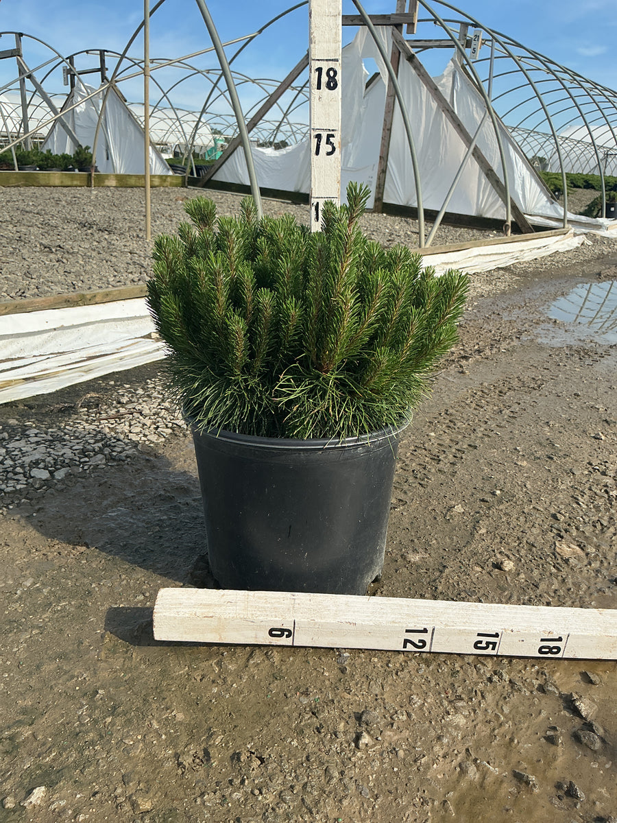 Pinus mugo 'Enci' — G3 12