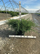 Juniperus virginiana 'Grey Owl'