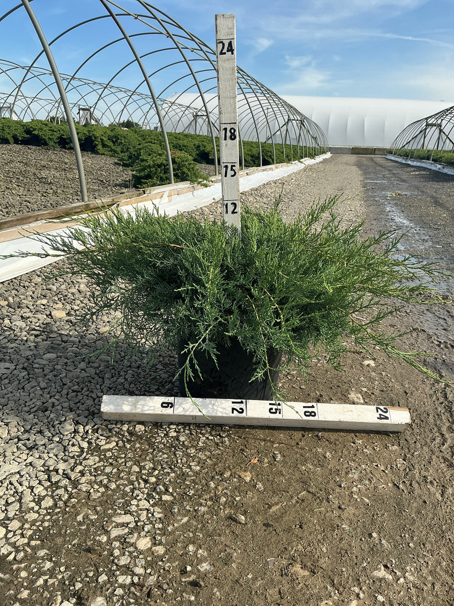 Juniperus virginiana 'Grey Owl' — G3 15