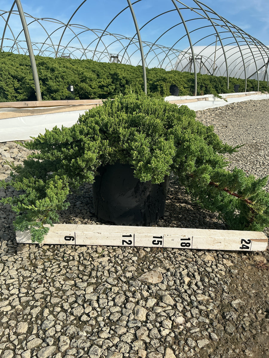 Juniperus chinensis 'Nana' — G3 15