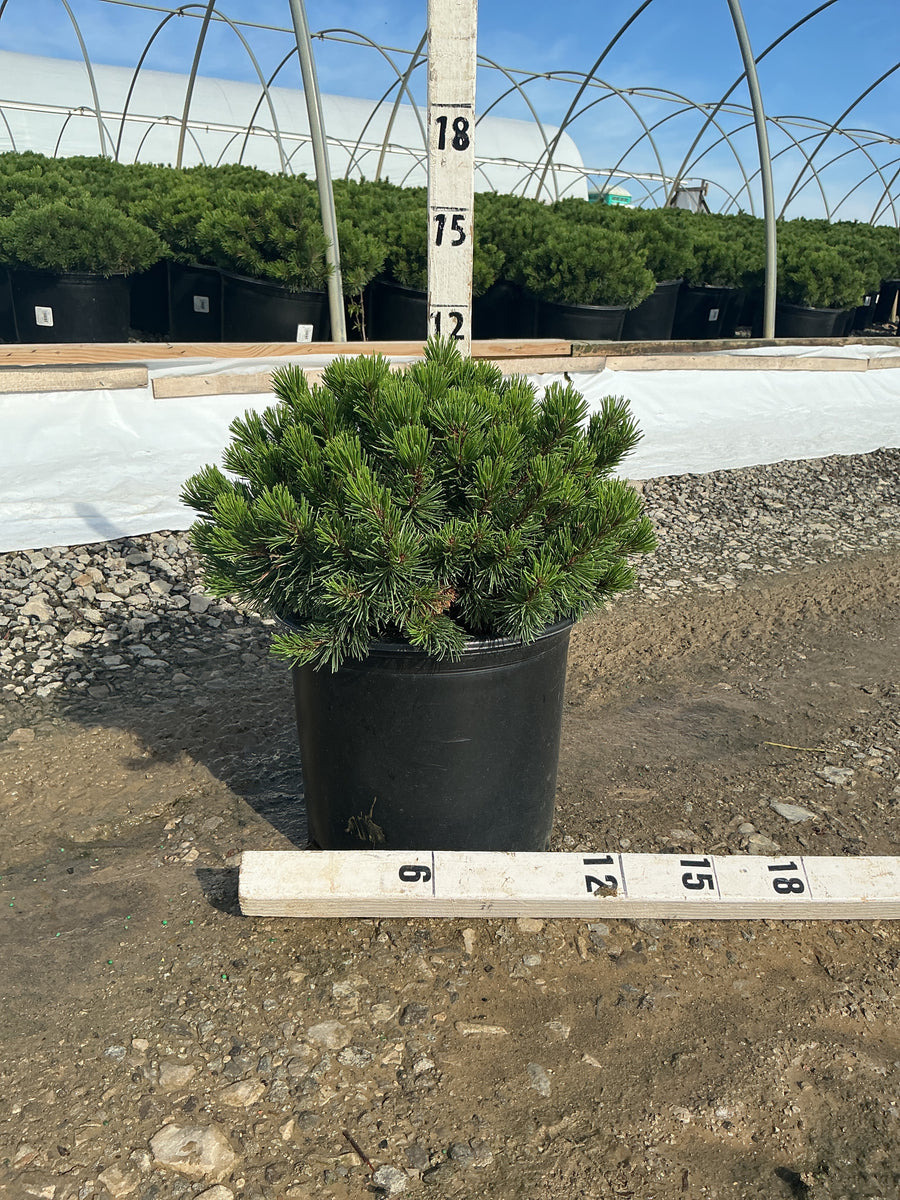 Pinus mugo ‘Slowmound’ — G3 12