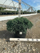 Juniperus squamata 'Blue Star'
