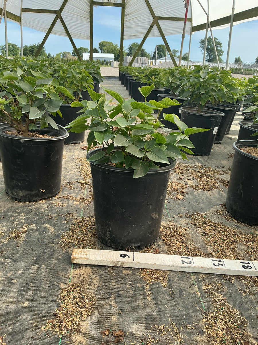 Syringa vulgaris 'Prairie Petite' — G2 10