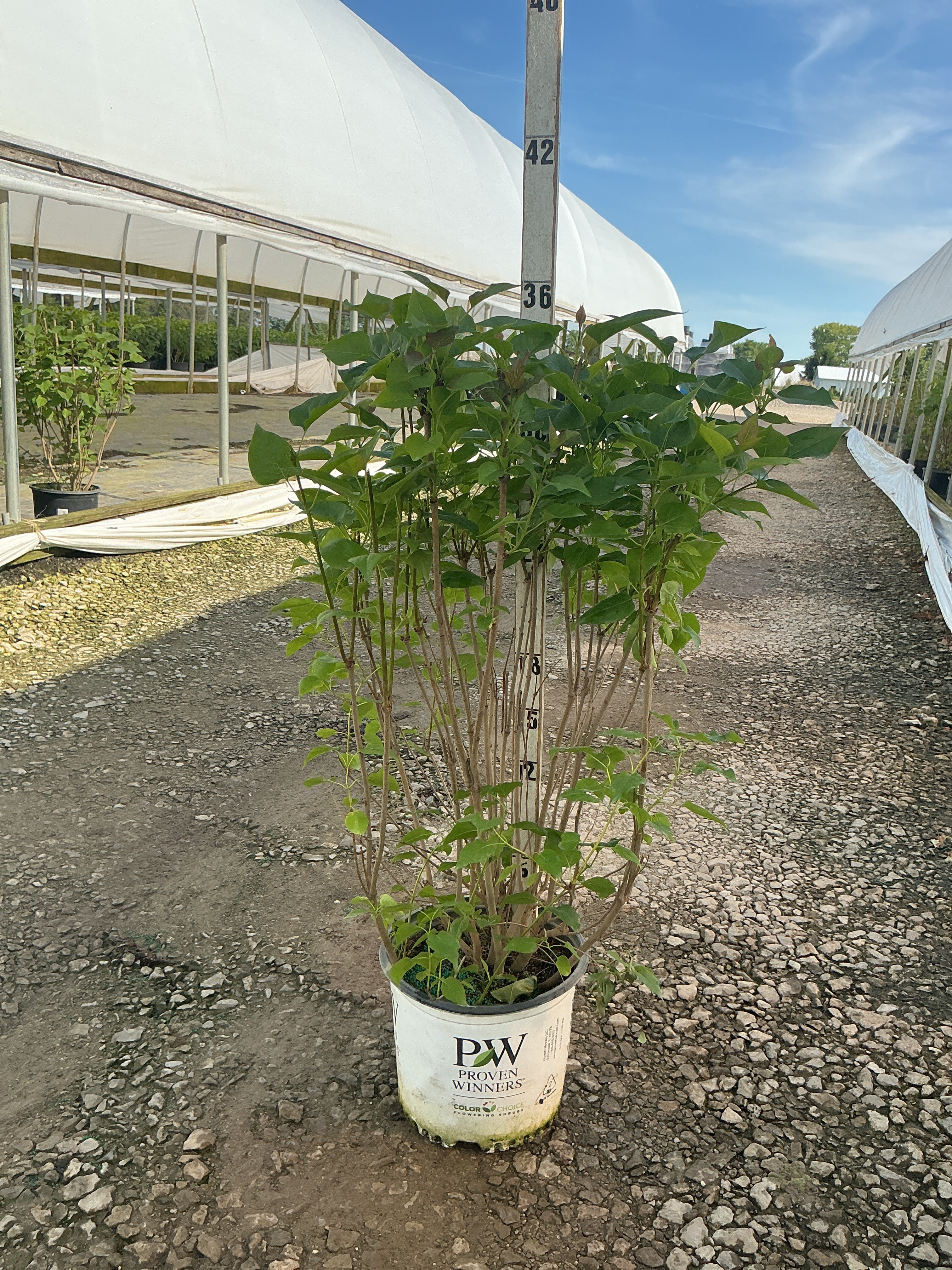 Syringa x 'Scentara Double Blue'