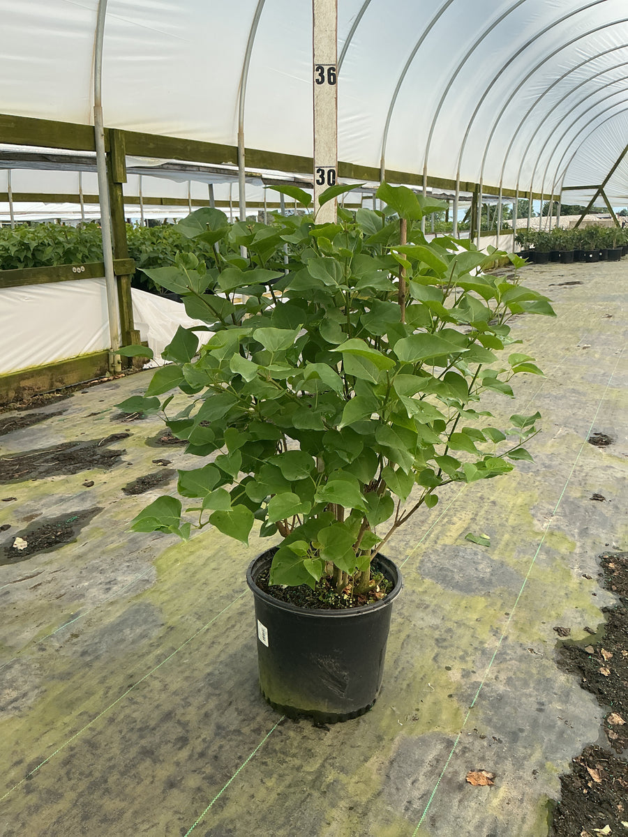 Syringa x hyacin. 'Pocahontas' — G3 24