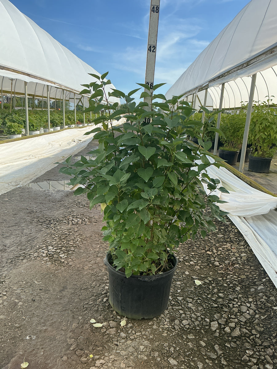 Syringa vulgaris — G5 18