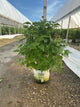 Syringa x hyacin. 'Scentara Pura'