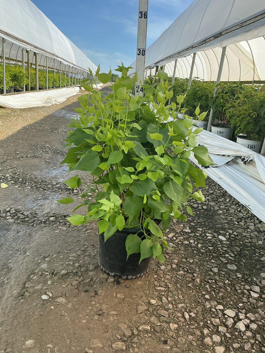 Syringa 'New Age White' — G3