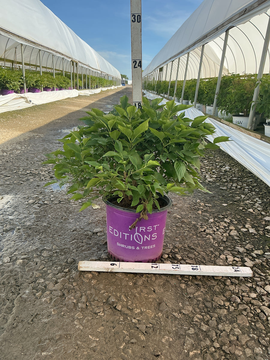 Syringa x 'Little Lady' — G3 FE