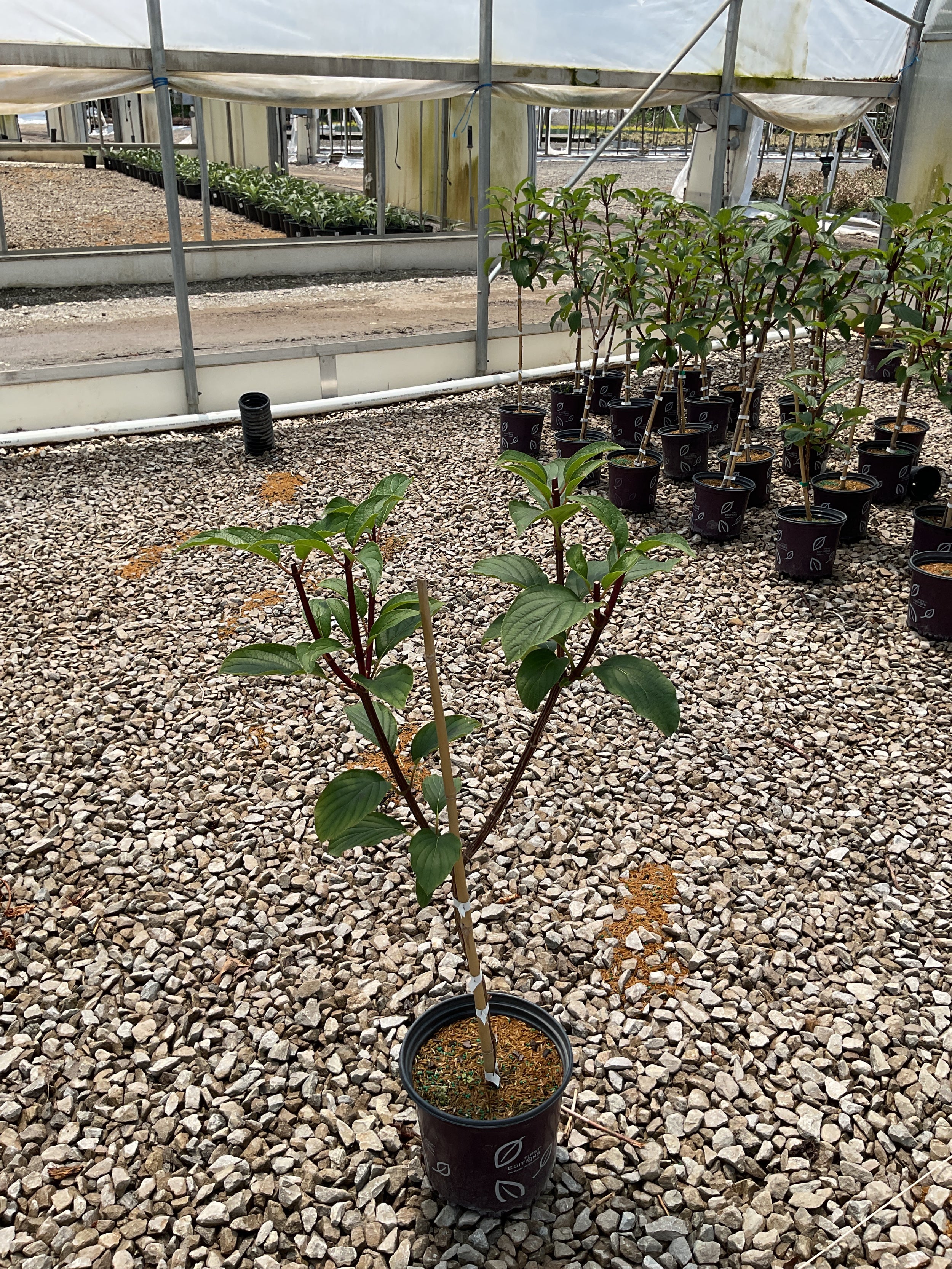 Hydrangea paniculata 'Renhy'