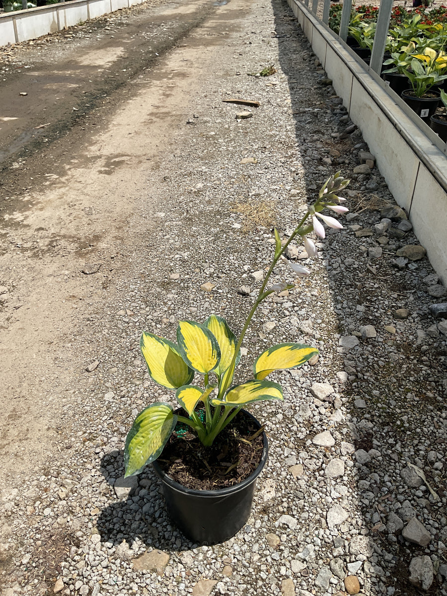 Hosta pauls 'Glory' — 19CM