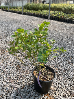 Citrus x aurantiifolia Key Lime