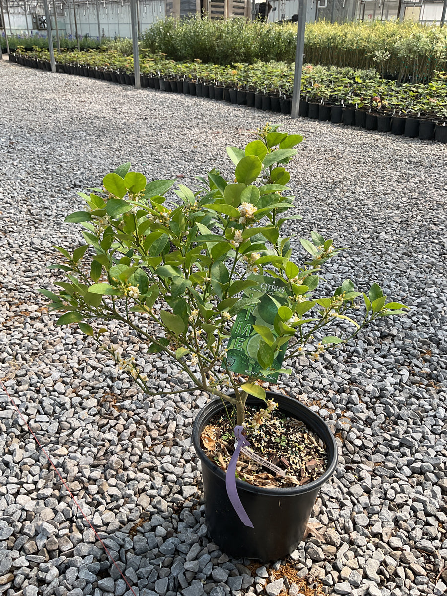 Citrus x aurantiifolia Key Lime