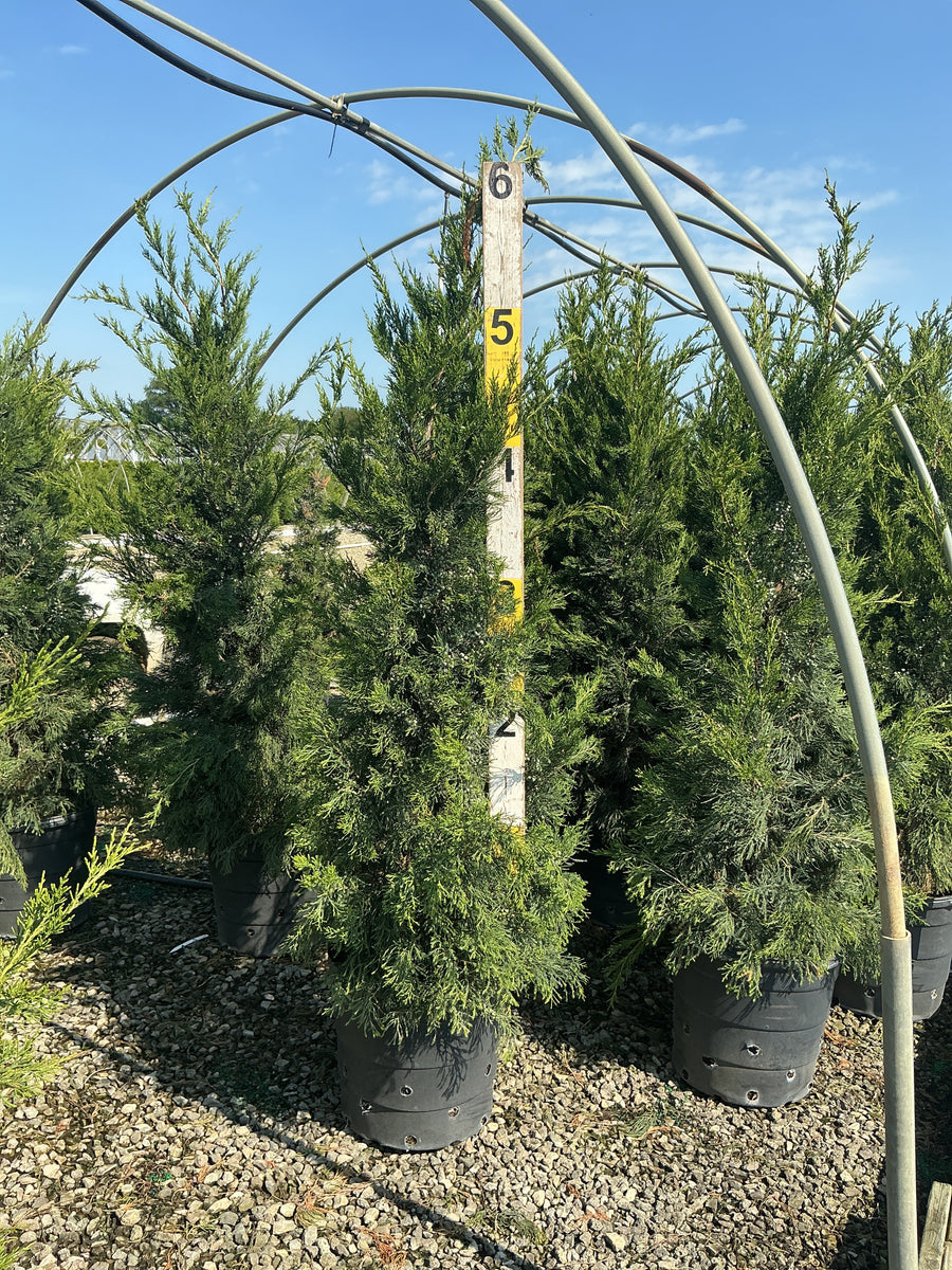 Juniperus chinensis 'Hetzii Columnaris' — G15 60