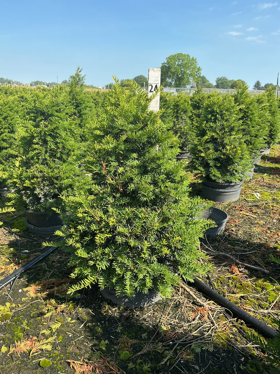 Taxus cuspidata 'Captain' — G3 18