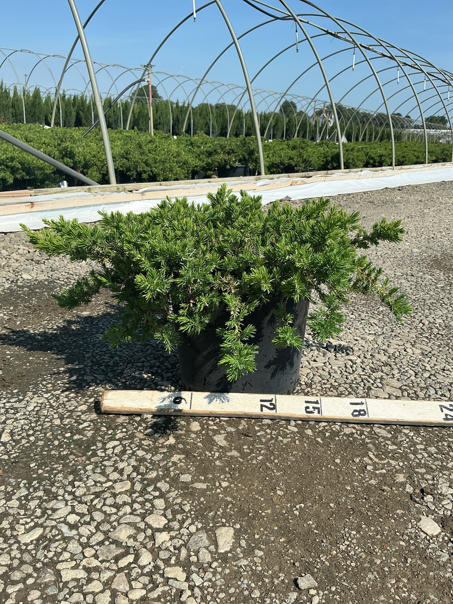 Juniperus conferta 'Blue Pacific' — G3 15