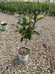 Hydrangea 'P Limelight Prime'