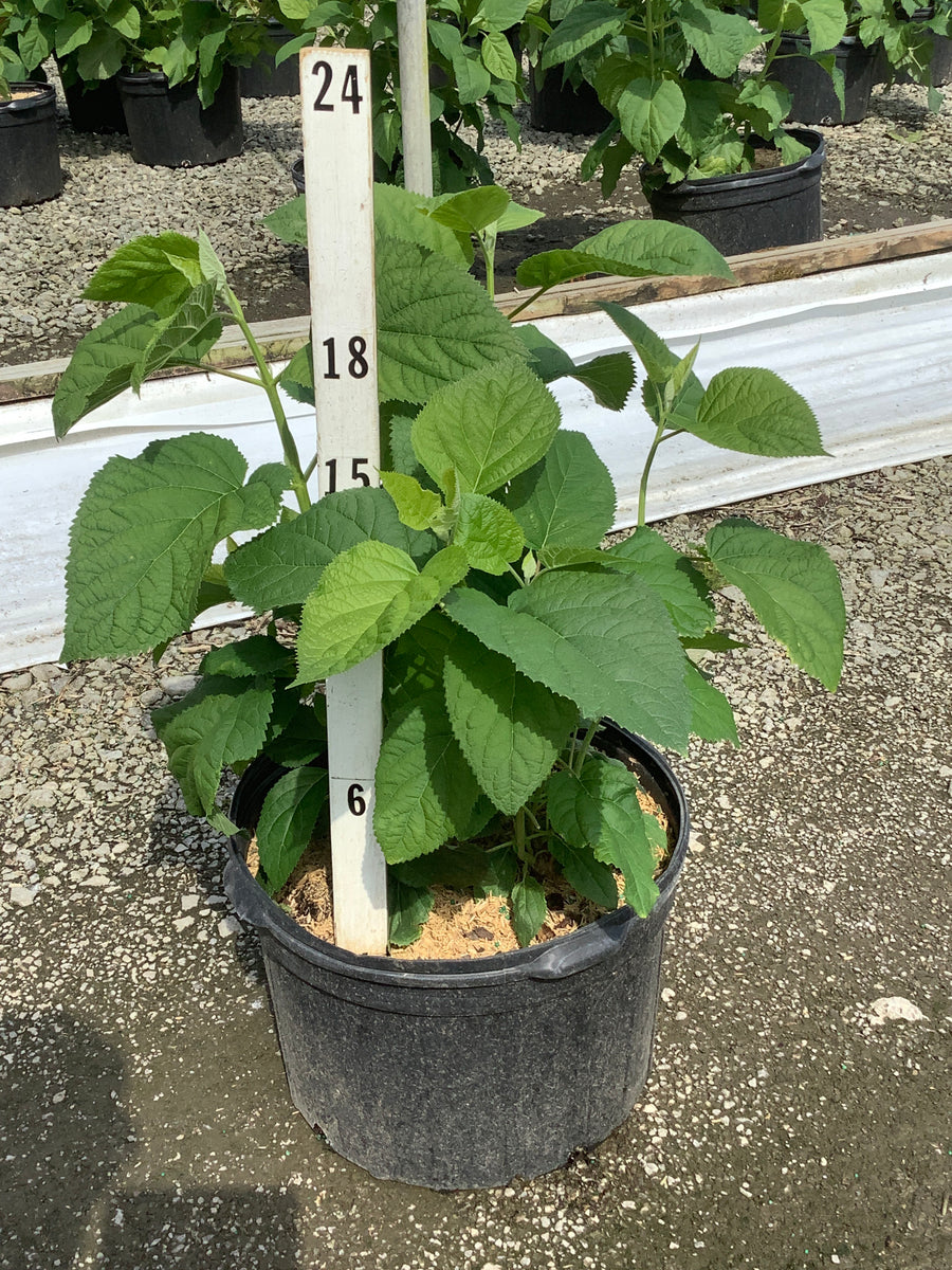 Hydrangea arborescens 'Annabelle' — G5 15-18
