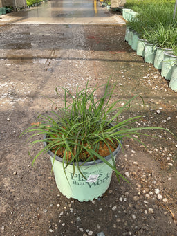 Miscanthus sinensis 'Lady in Red'