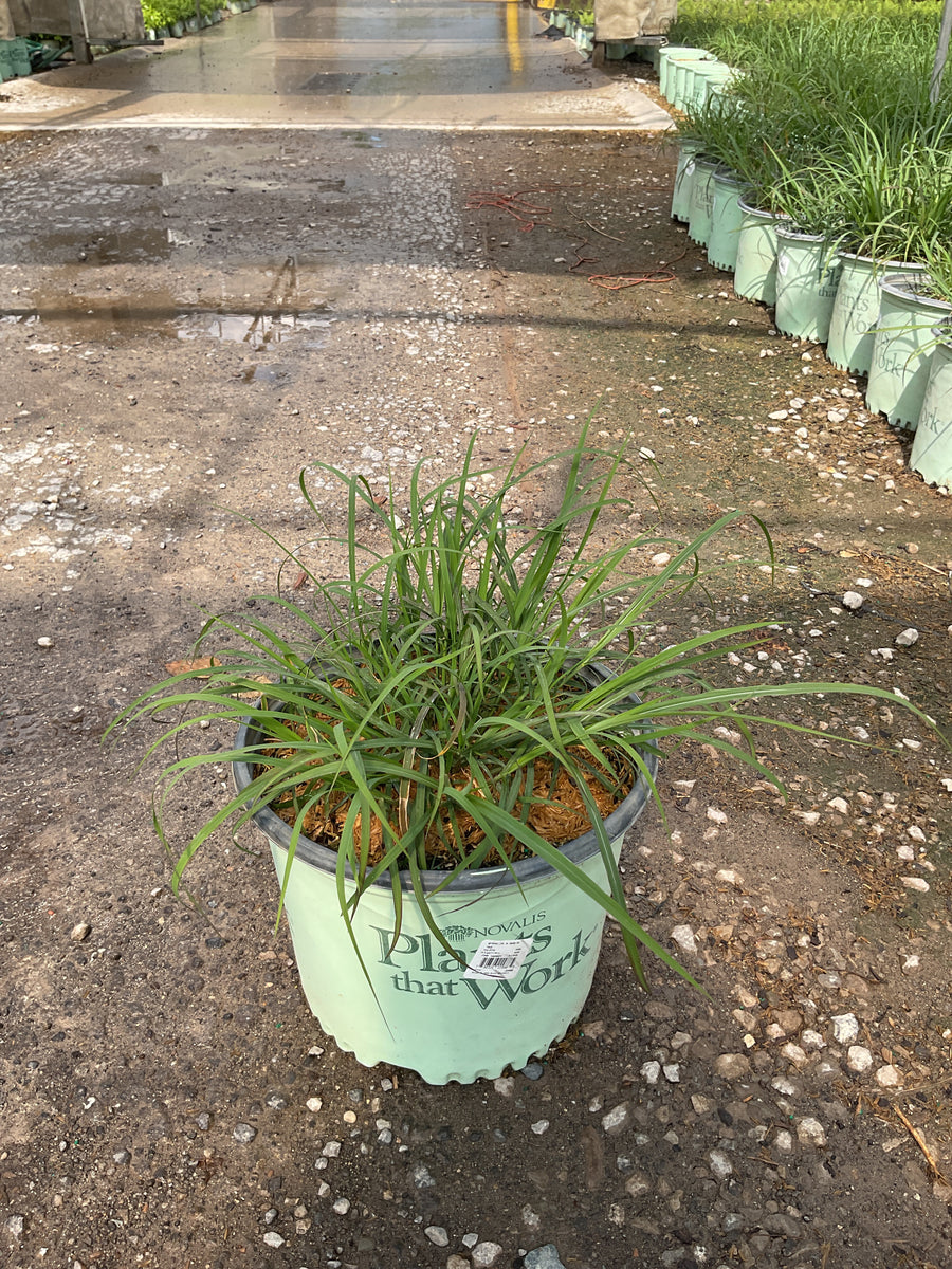 Miscanthus sinensis 'Lady in Red'