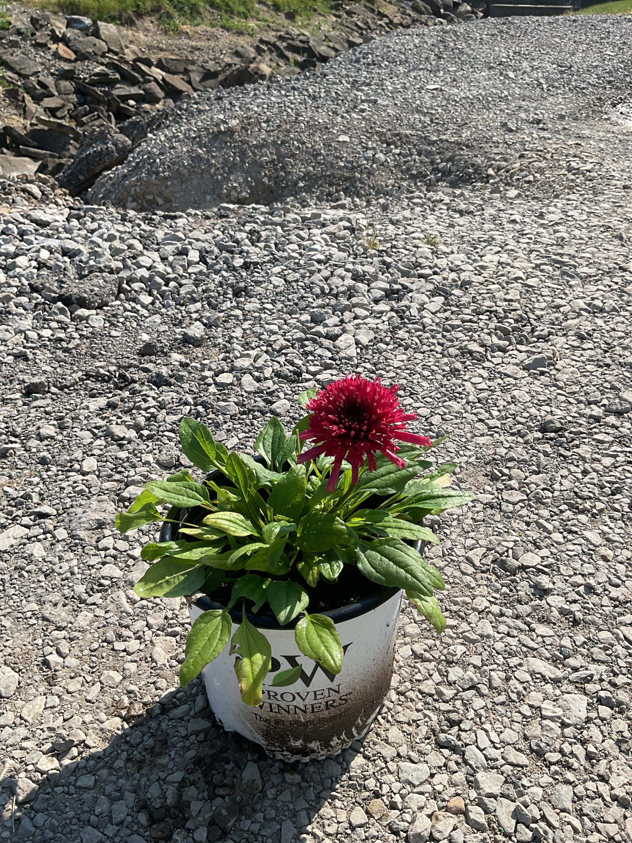 Echinacea 'Raspberry Beret'