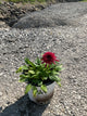 Echinacea 'Raspberry Beret'
