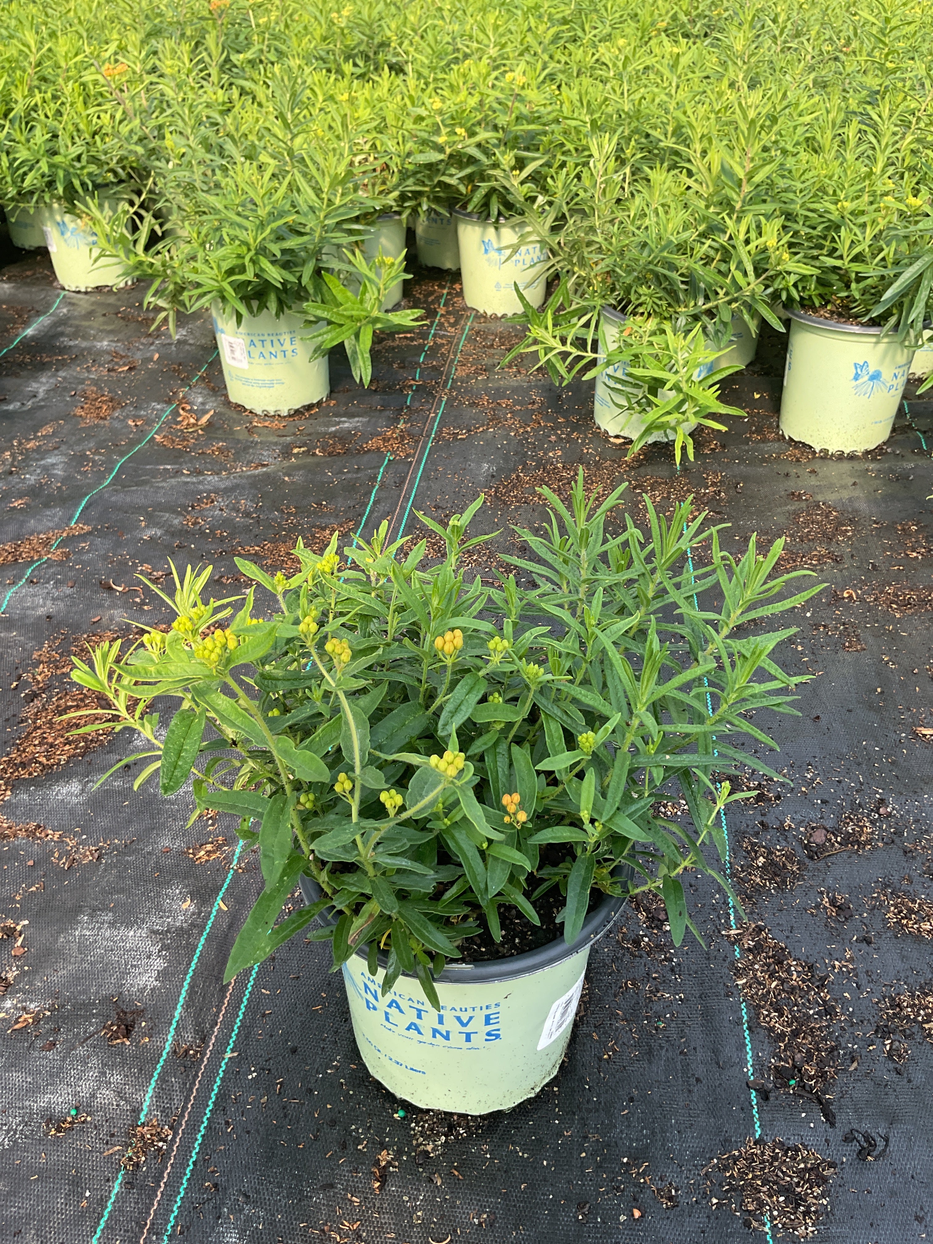 Asclepias tuberosa 'Gay Butterflies'