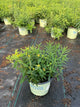 Asclepias tuberosa 'Gay Butterflies'