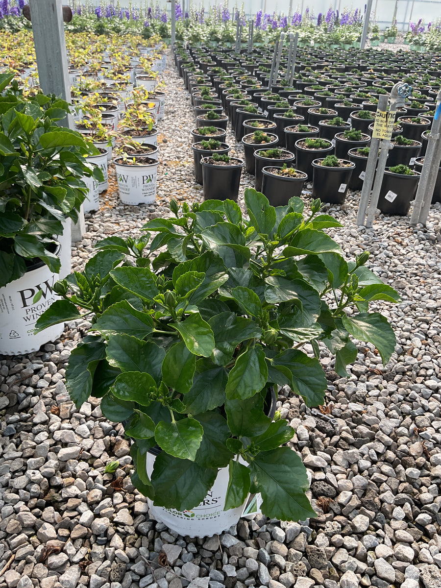 Hibiscus Rosa-sinensis Disco Diva™ — G2  PW