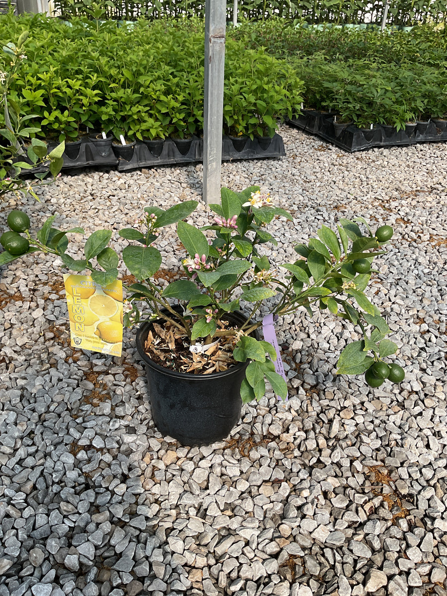 Citrus x limon 'Meyer'