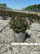 Spiraea empire 'Ice Dragon'