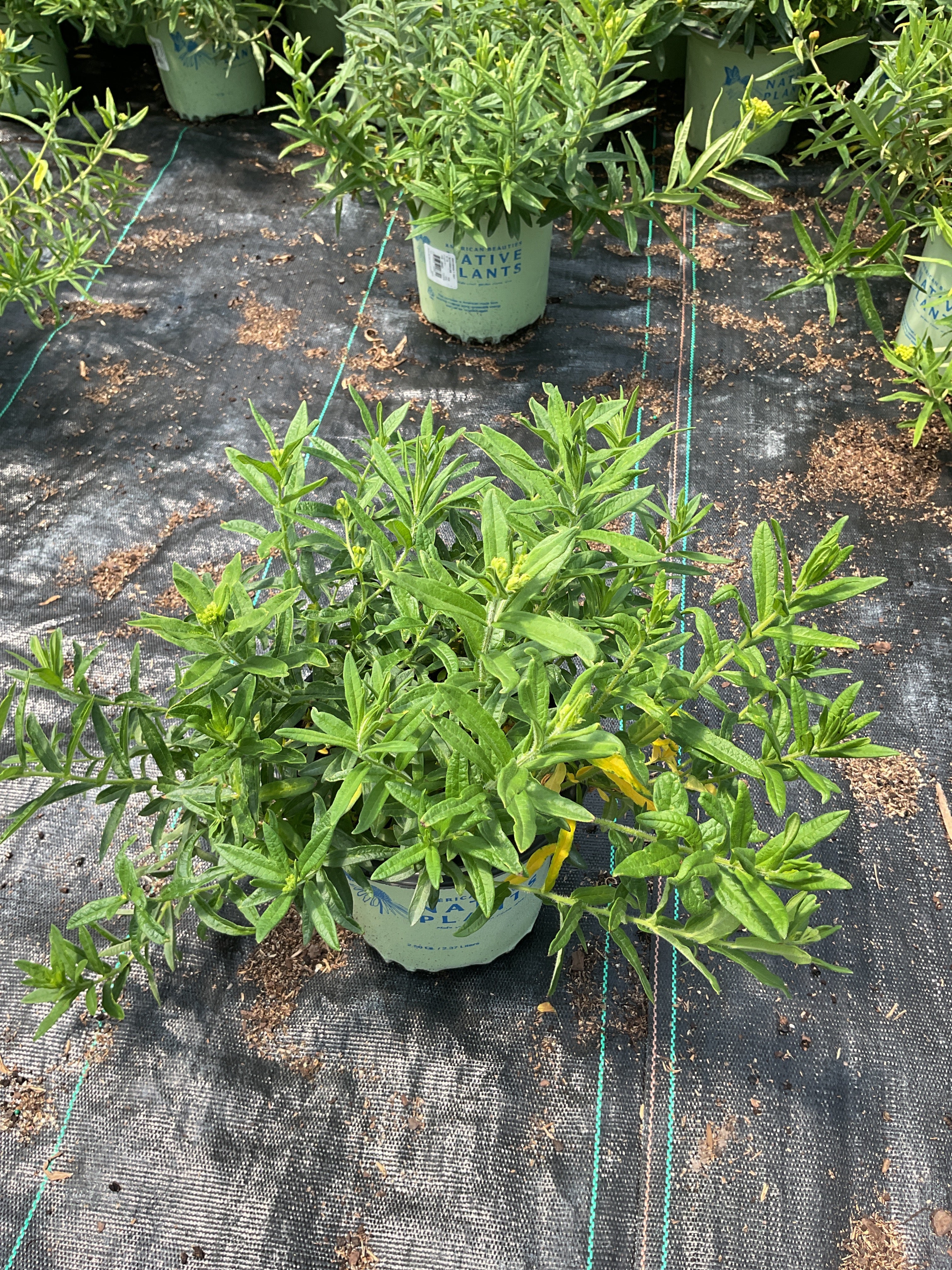 Asclepias tuberosa 'Gay Butterflies'