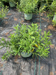 Asclepias tuberosa 'Gay Butterflies'