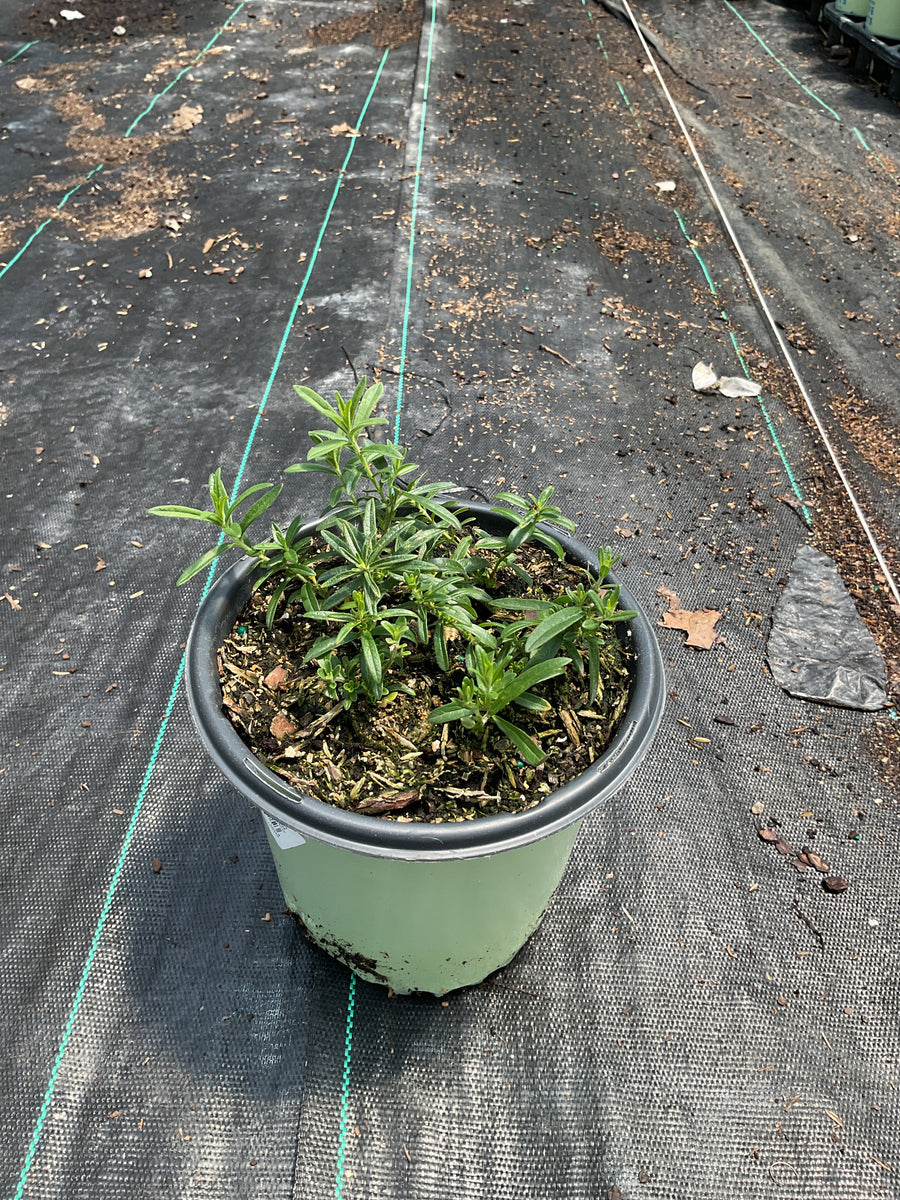 Asclepias tuberosa — G1 AB