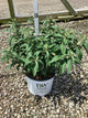 Buddleia 'Pugster Pinker'