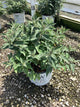 Buddleia 'Pugster Blue'