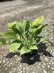 Hosta 'Sum and Substance'