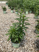 Helenium autumnale